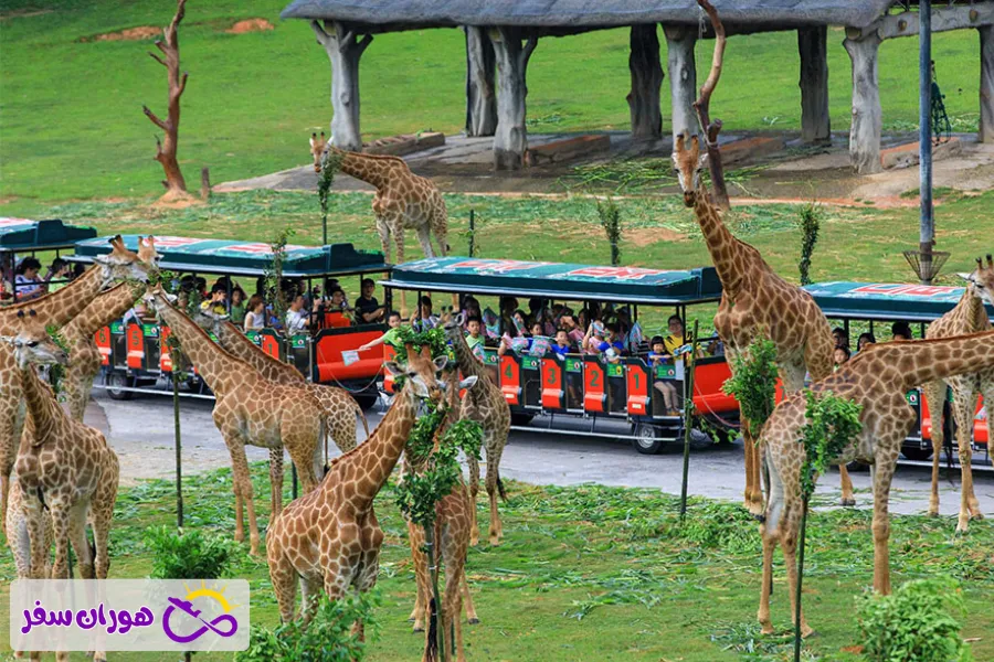 پارک سافاری چایملانگ (Chimelong Safari Park) جز جاهای دیدنی گوانجو